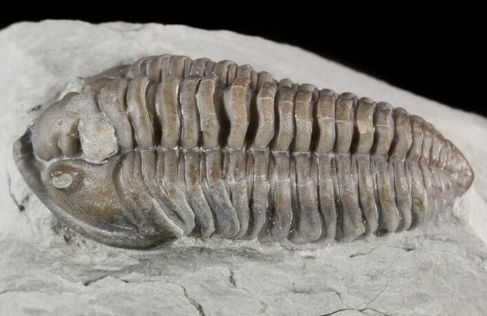 Flexicalymene Trilobite From Ohio #47292